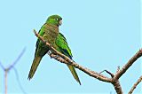 Olive-throated Parakeet